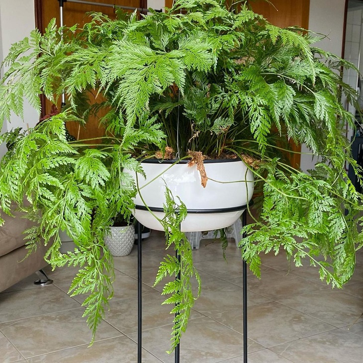 erros comuns ao cuidar de samambaia renda portuguesa