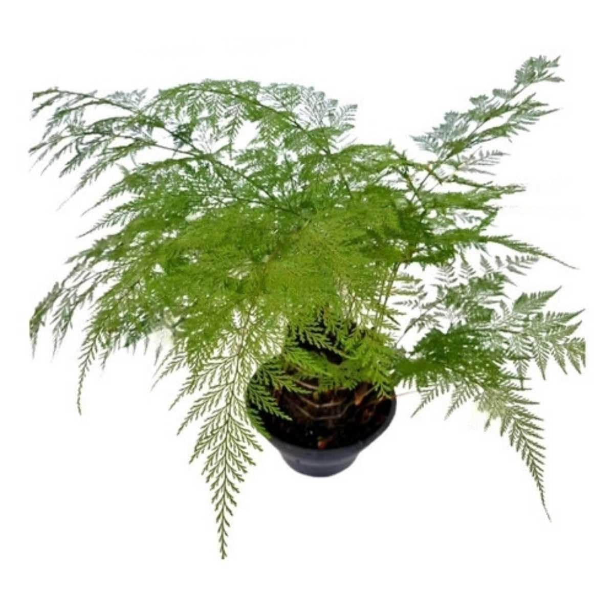 quanto custa uma muda de samambaia renda portuguesa