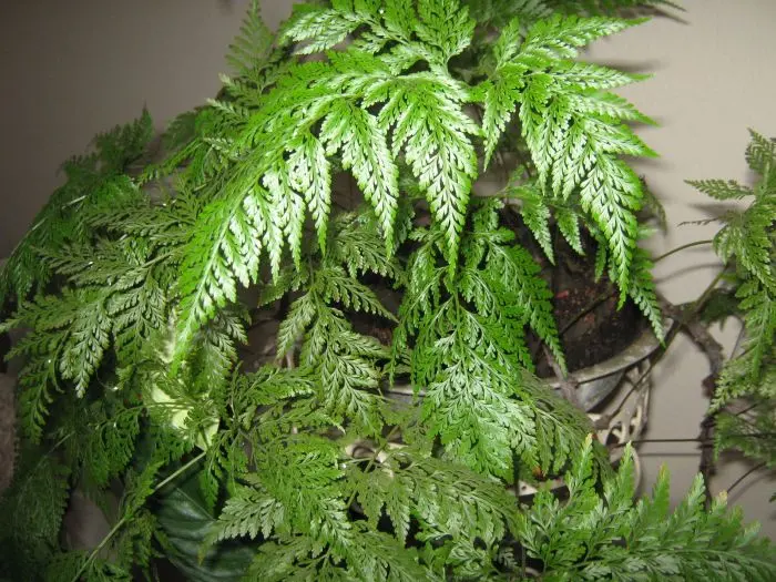 erros comuns ao cuidar de samambaia renda portuguesa