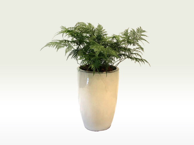 samambaia renda portuguesa vs samambaia renda francesa