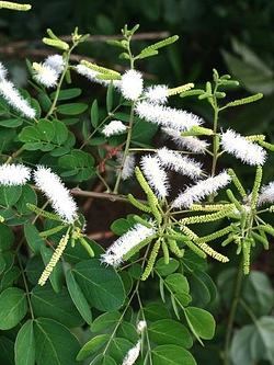 Mimosa caesalpiniifolia plantio
