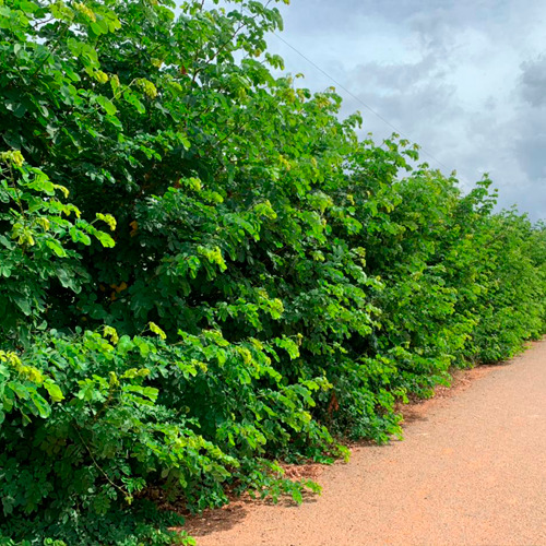 Sansão do campo apícola