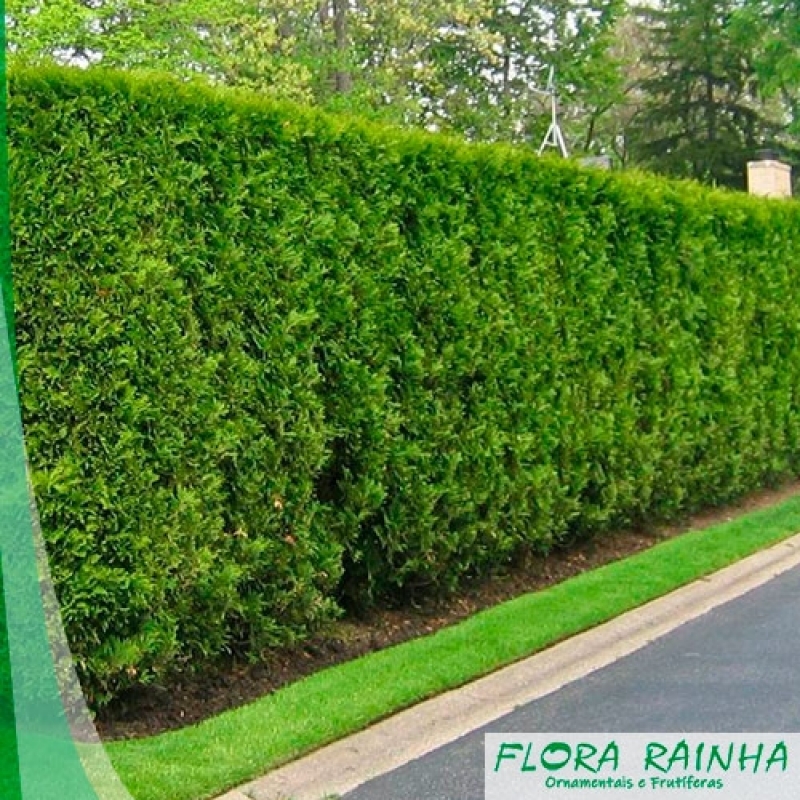 Cerca viva defensiva