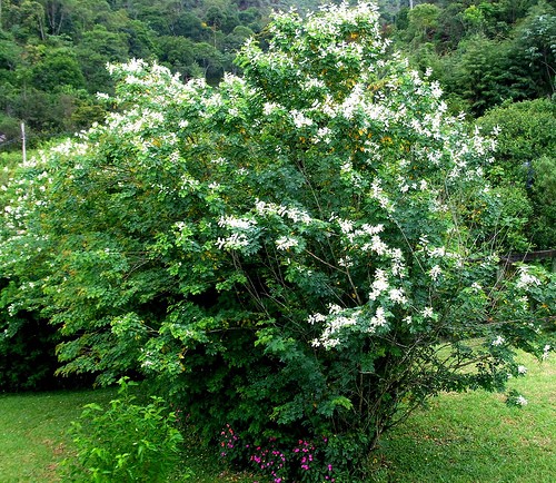 Barreira natural planta