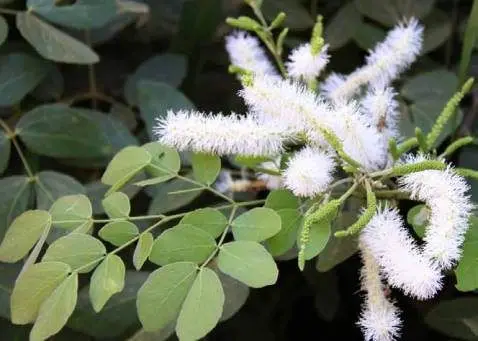 Sansão do campo cerca viva