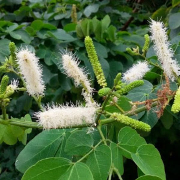 Mimosa caesalpiniifolia plantio
