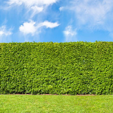 Como fazer cerca viva com sansão do campo