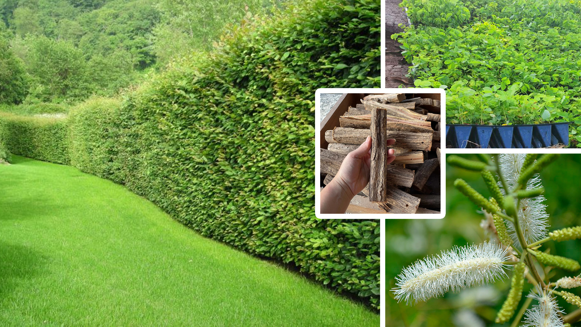 Sansão do campo espinhos