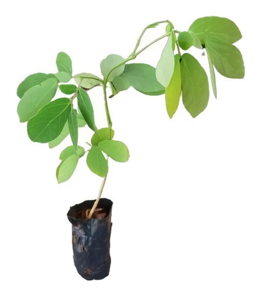 Sansão do campo clima