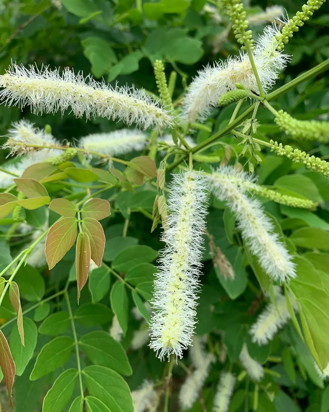 Sansão do campo poda