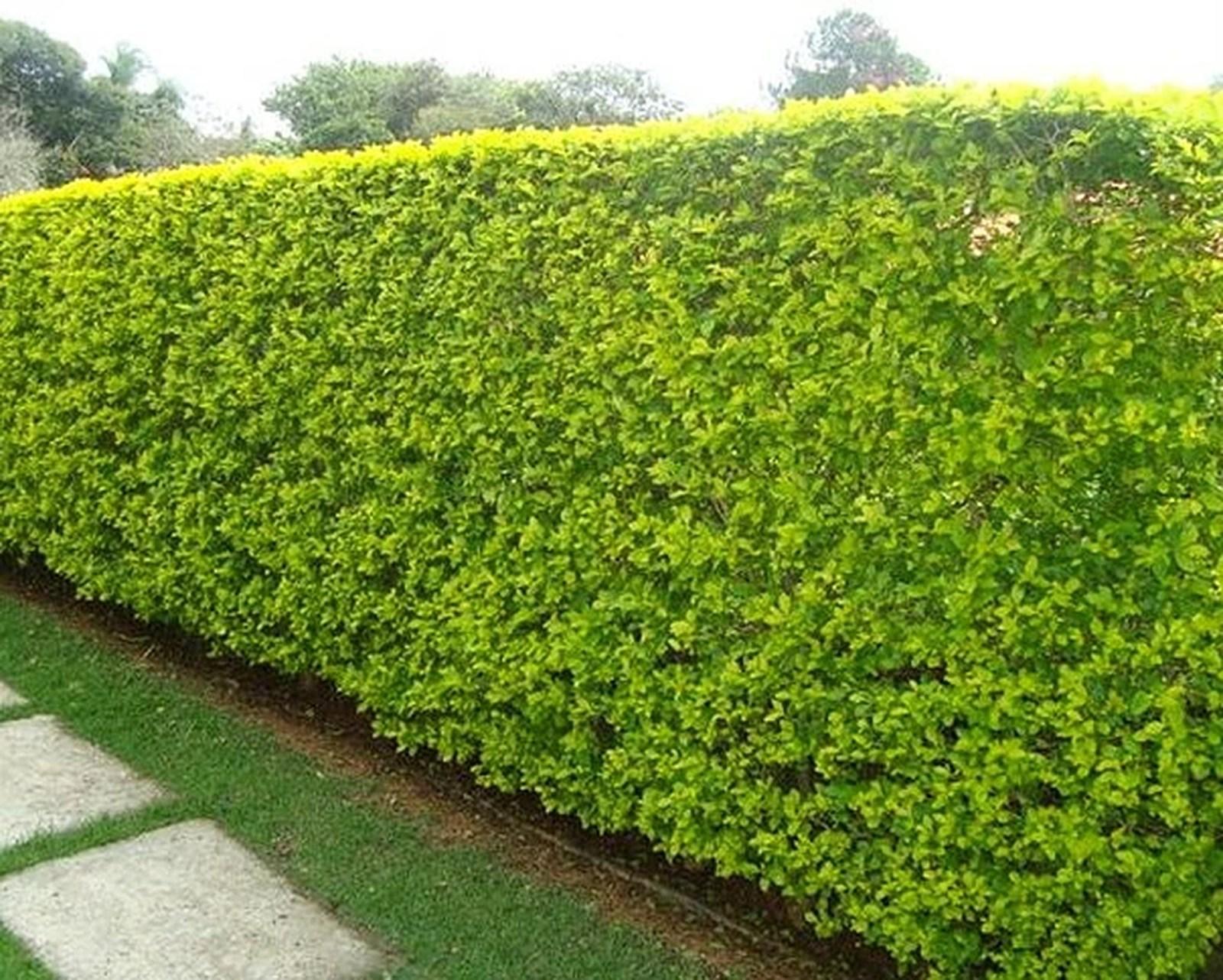 Sansão do campo sementes germinação