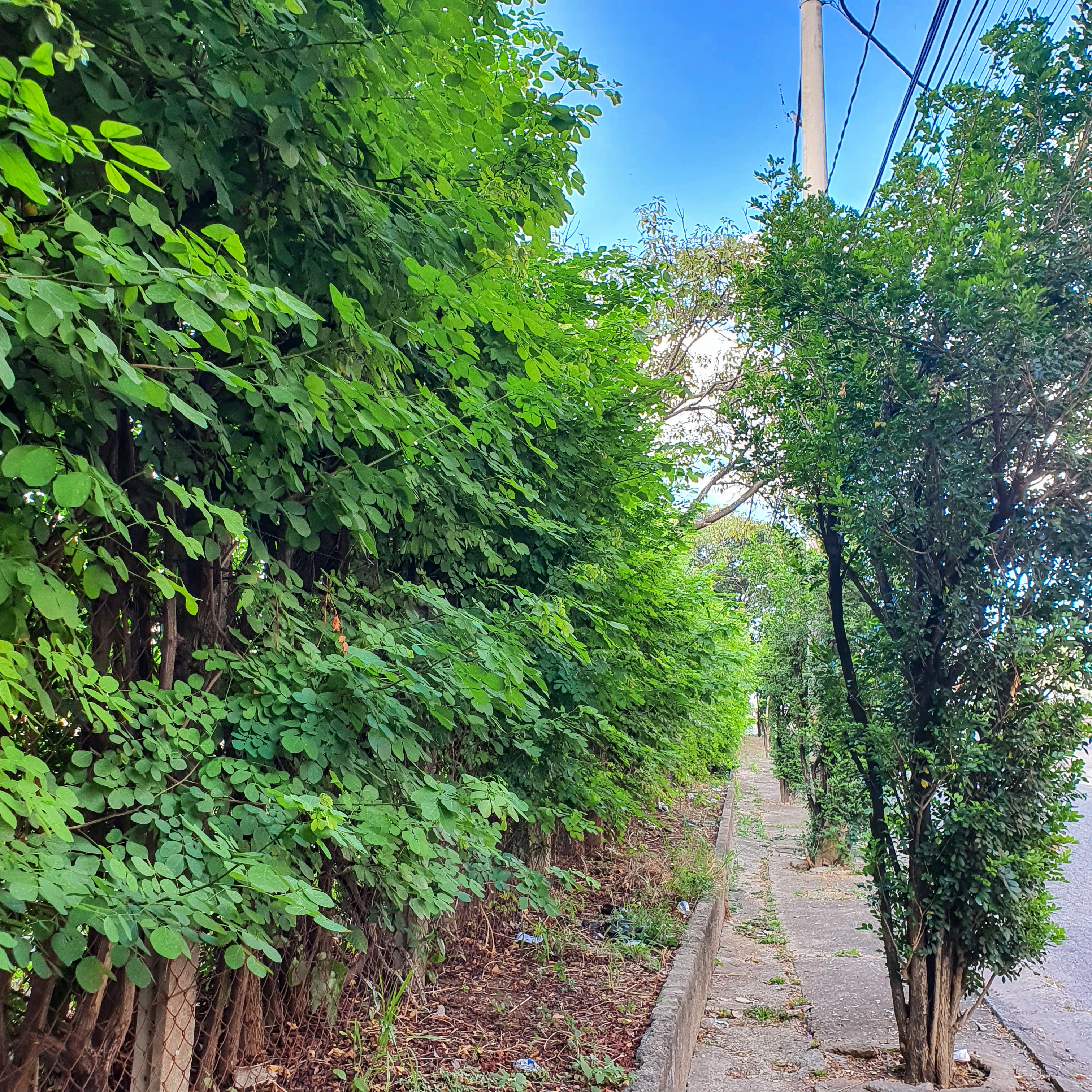 Sansão do campo resistência