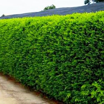 Sansão do campo clima