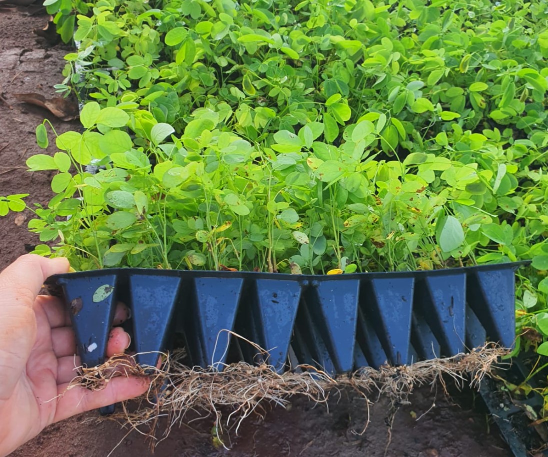 Sansão do campo poda