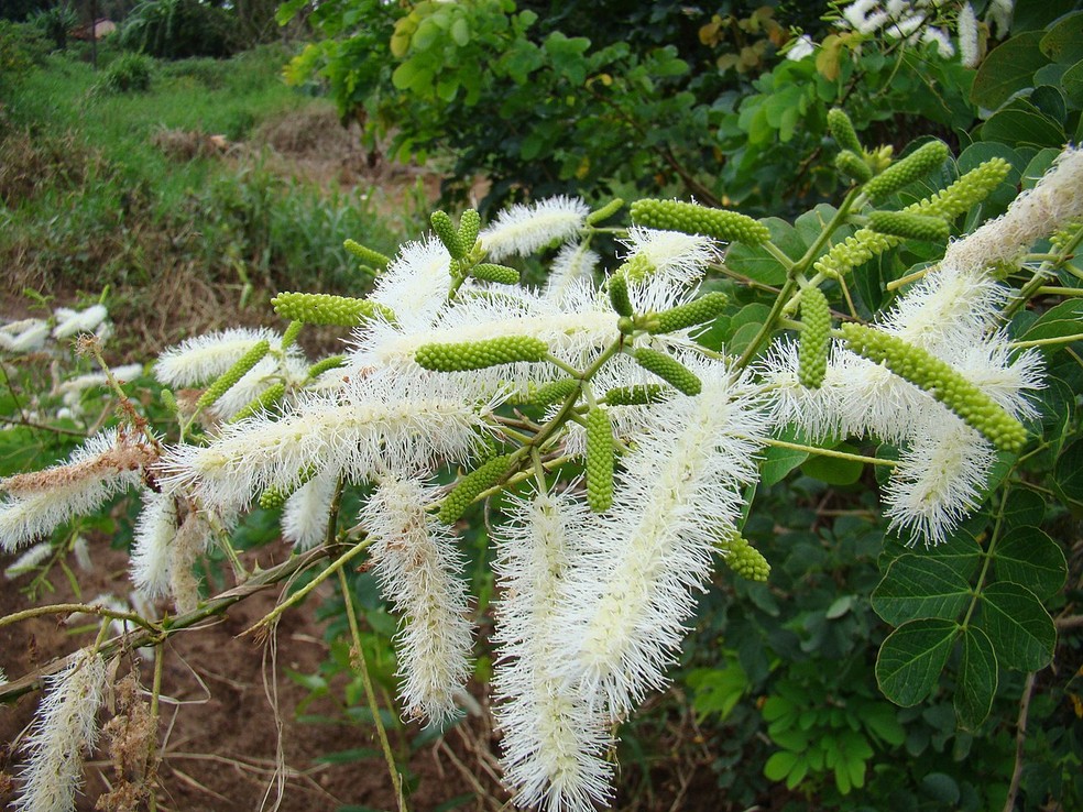Sansão do campo sementes germinação