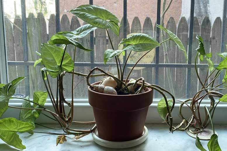 erros comuns ao cuidar de singônio