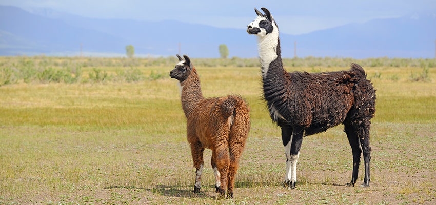 sonhar com bagunça e sujeira