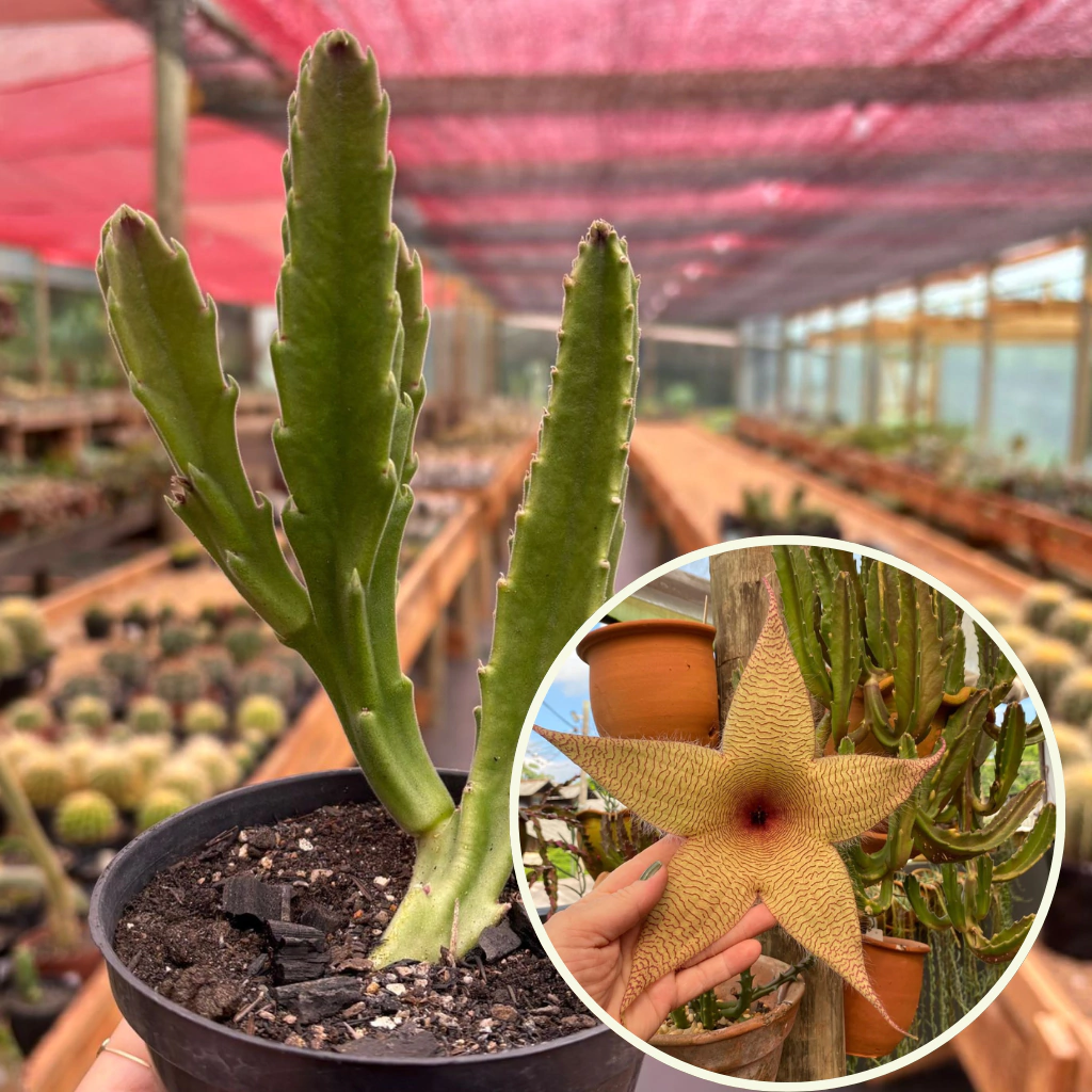 Flor de estrela