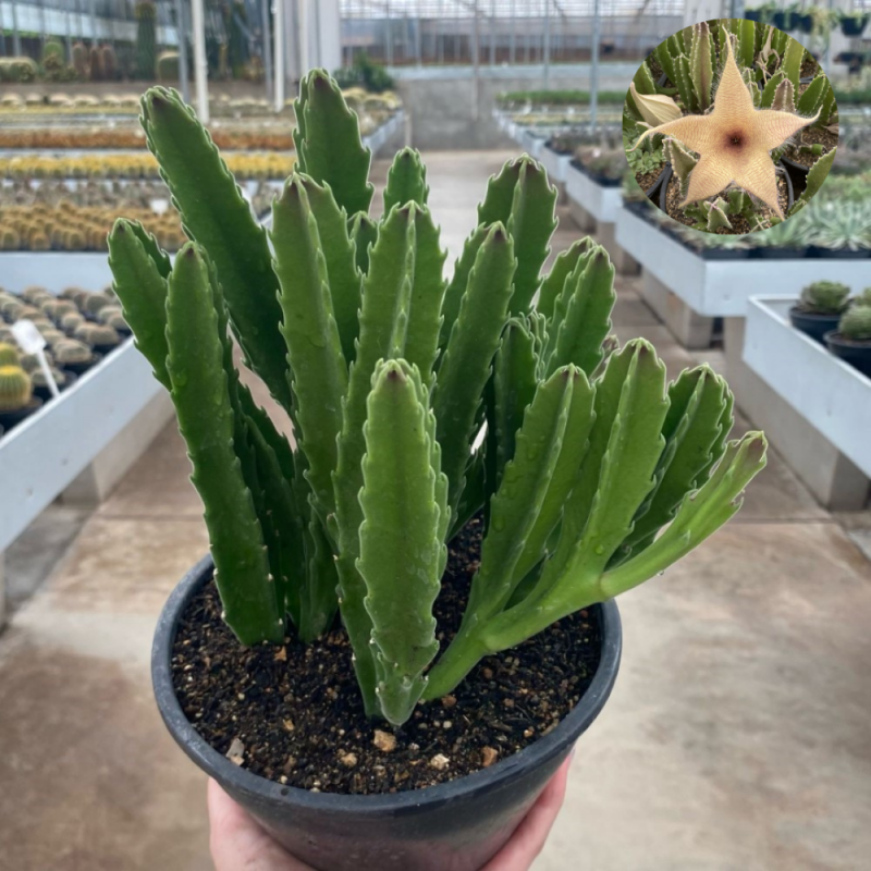 Planta carniça