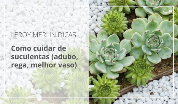 como cuidar de suculentas em apartamento