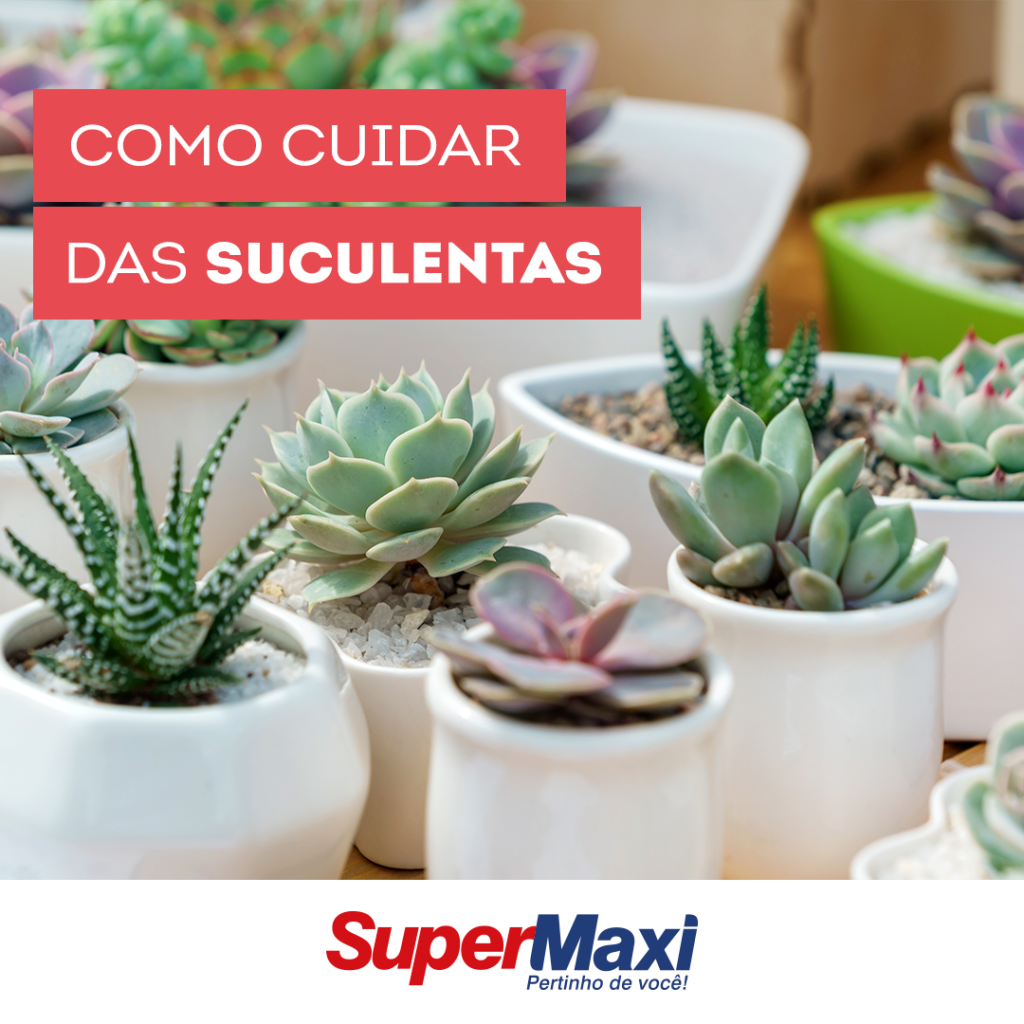 suculentas que precisam de sol