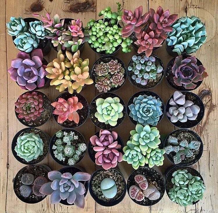 melhor época para plantar suculentas