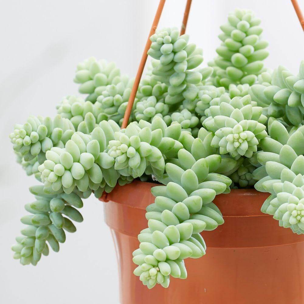 melhor época para plantar suculentas
