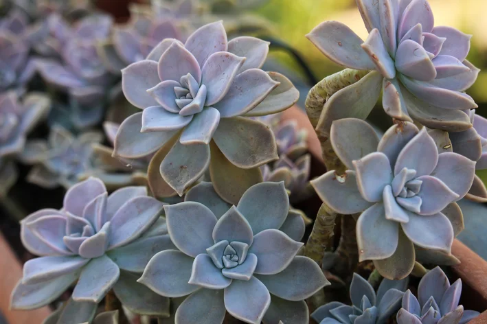 Planta fantasma Graptopetalum paraguayense