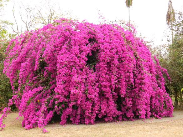erros comuns ao escolher tipo de bougainvillea