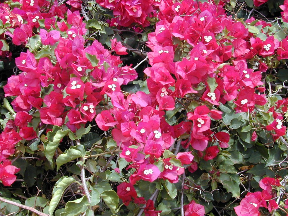 tipos de bougainvillea