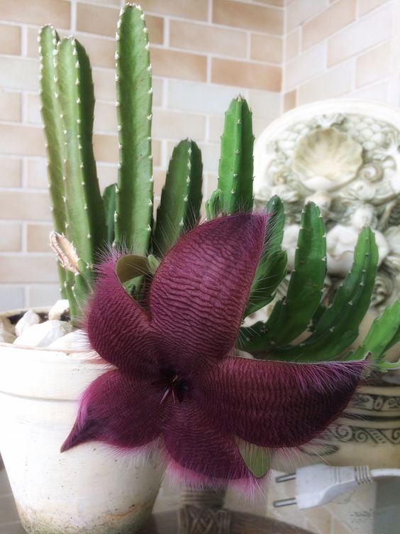 melhores cactos para ter em casa que dão flores