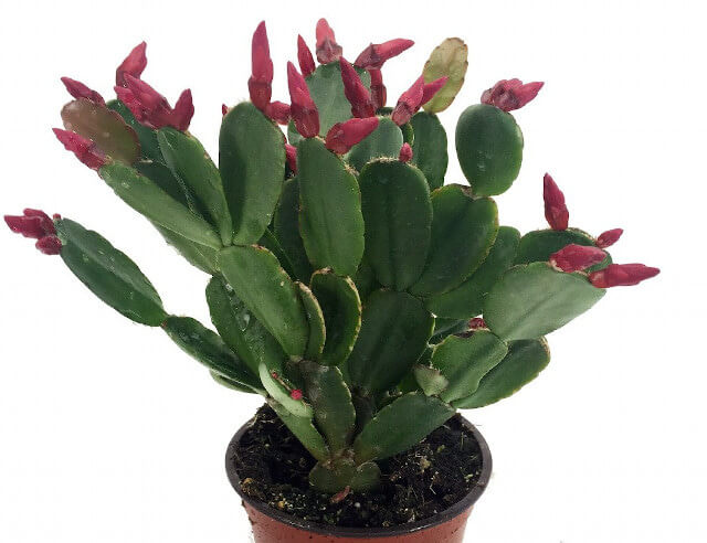 cactos que florescem dentro de casa