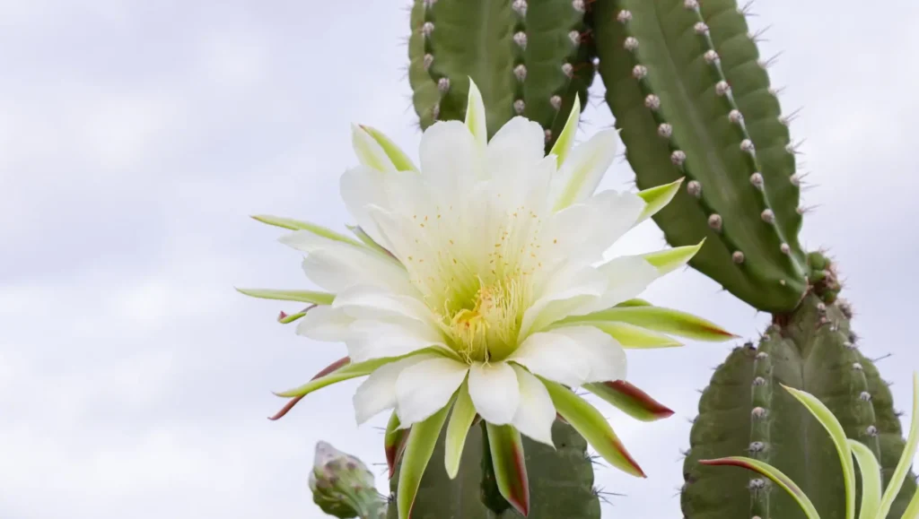 cactos com flores coloridas