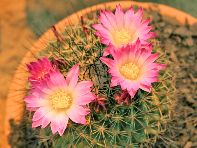 cactos que florescem à noite