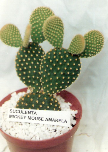 cactos nativos do Brasil que florescem