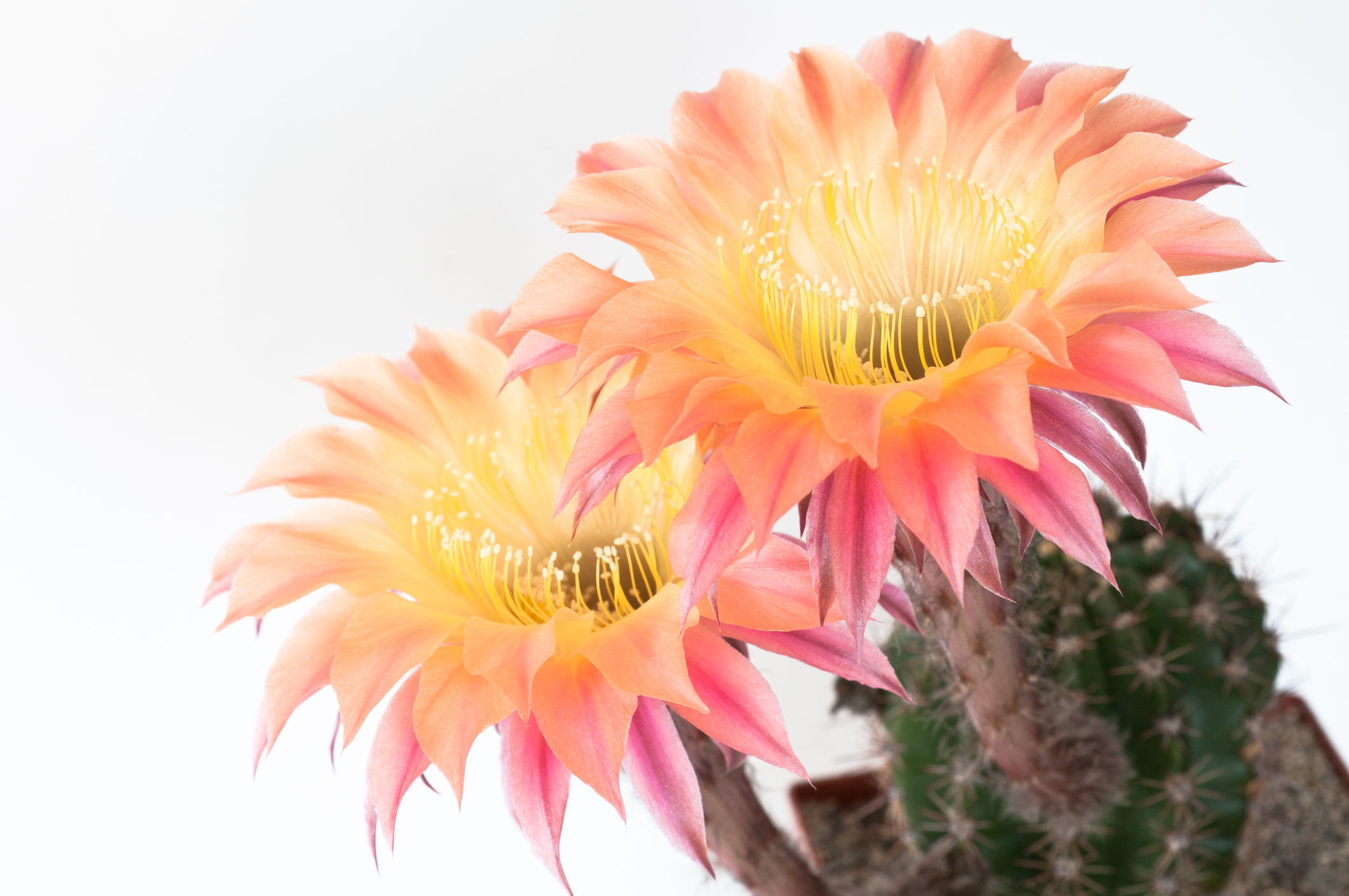 como fazer cacto florescer