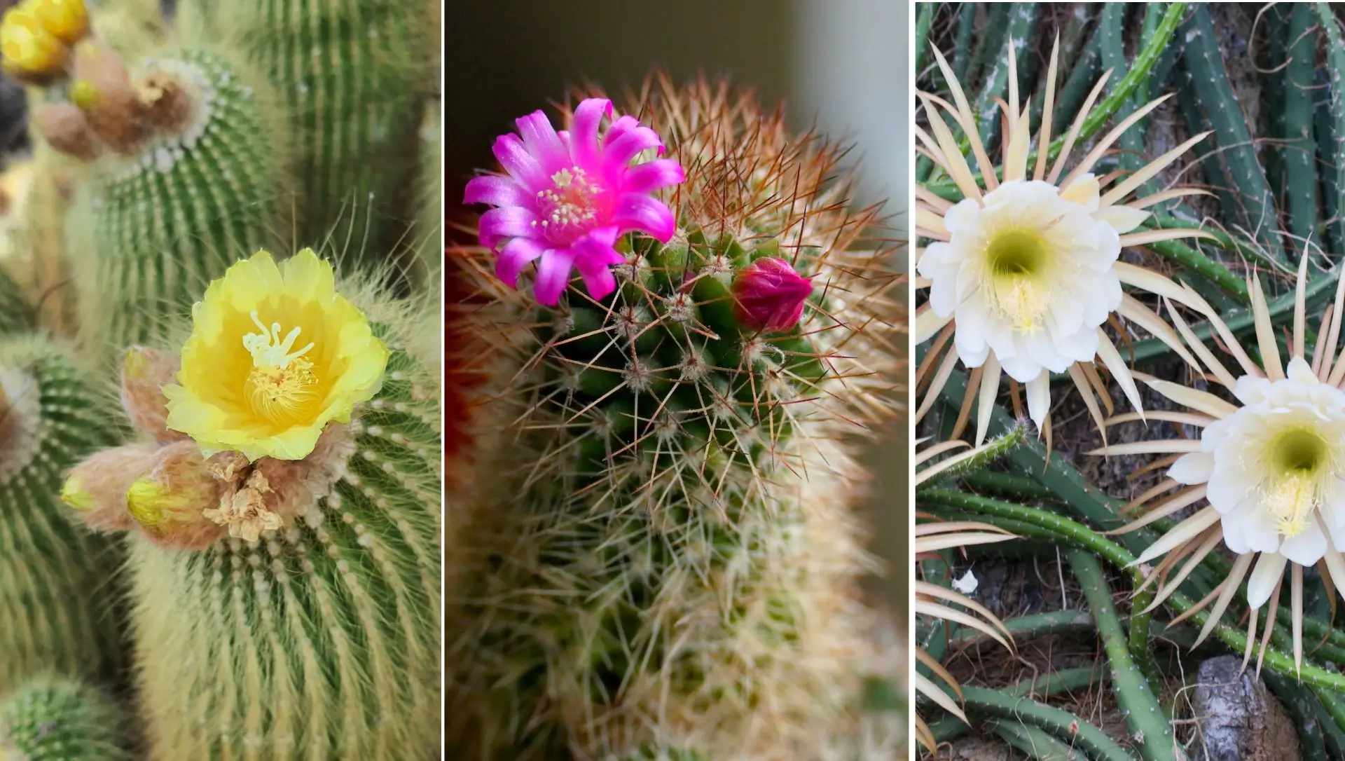 época de floração dos cactos
