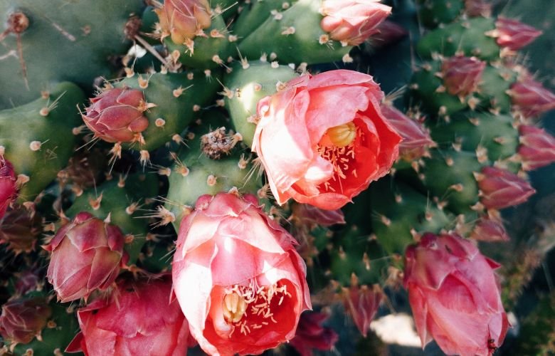 cactos sem espinhos que dão flores