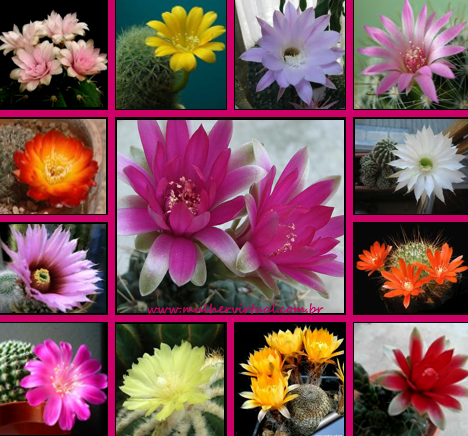 cactos que florescem dentro de casa