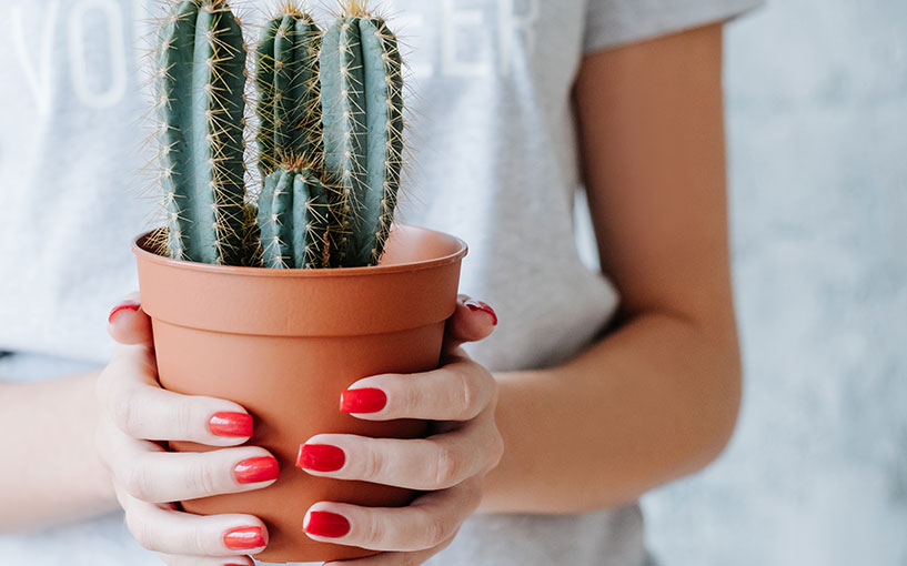 cactos com flores coloridas