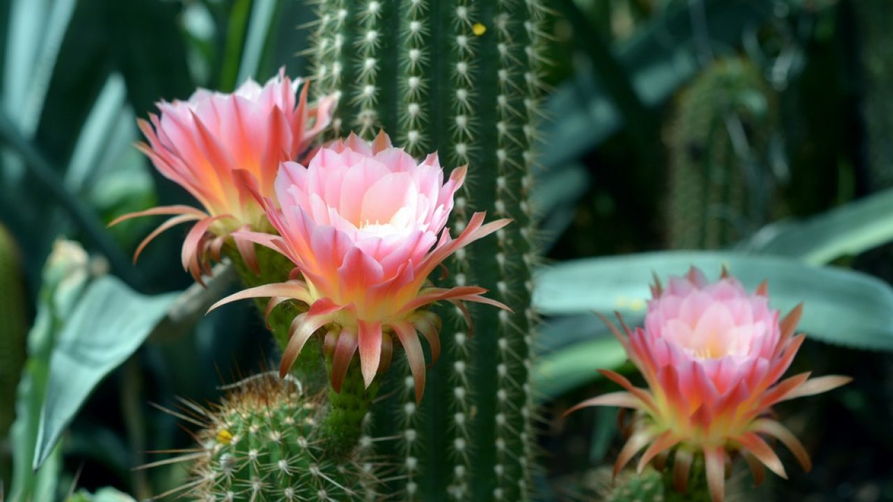 cactos pendentes com flores