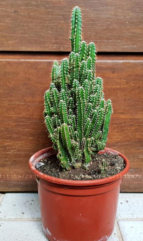 como fazer cacto florescer