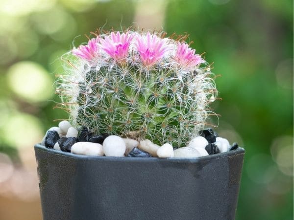 cactos sem espinhos que dão flores