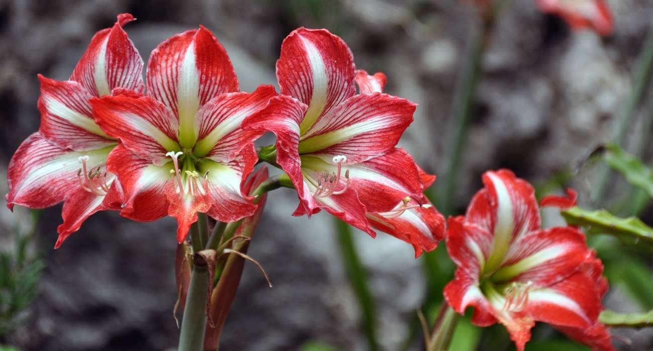 flores para jardim com pouca luz
