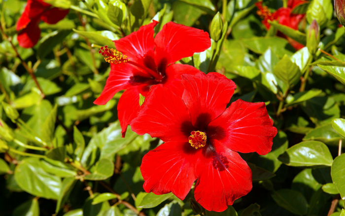 flores resistentes ao sol