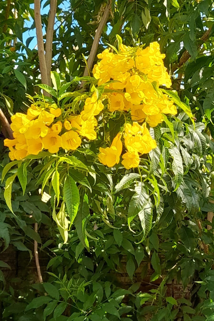 identificar ipê amarelo
