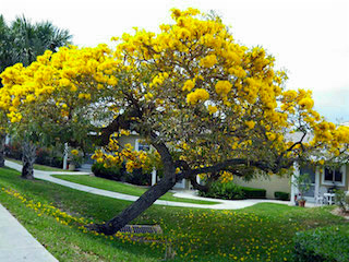 cores de ipê amarelo
