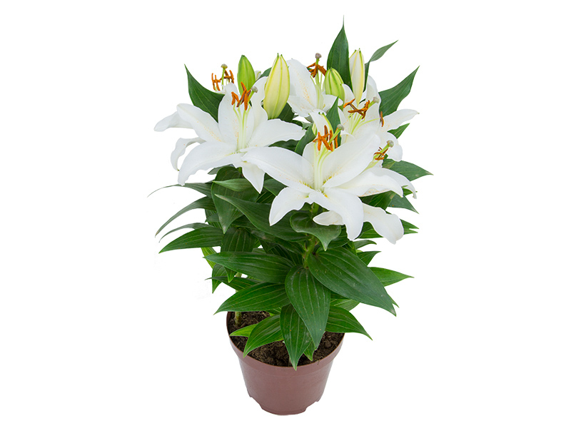 lírio branco perfume