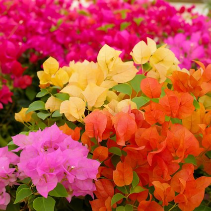 Primavera branca variegata