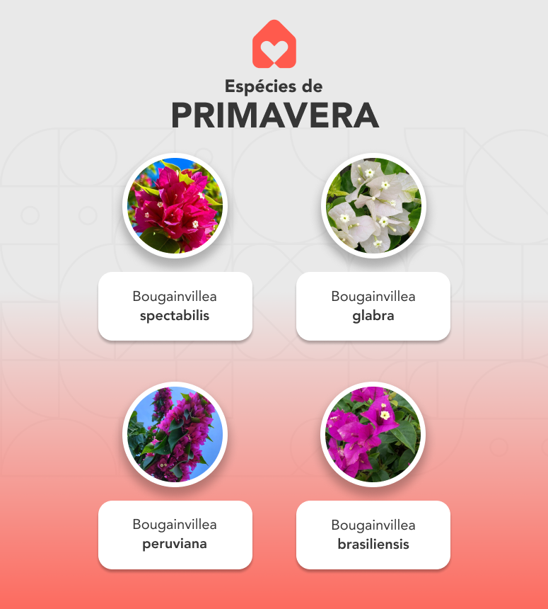 Primavera pendente variada